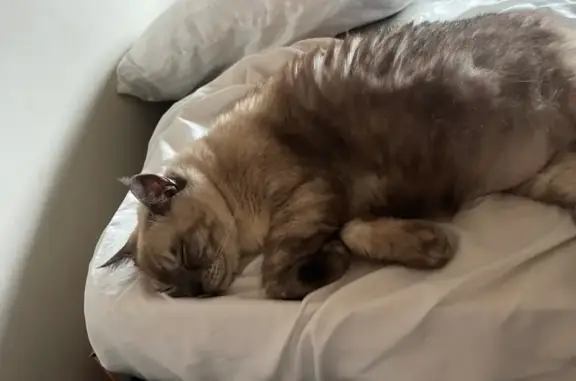 Missing cat Hougang, photo: Lost male cat, Choa Chu Kang Avenue 4, Singapore - blue eyes, Siamese-Ragdoll mix