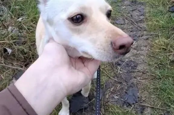 Зникла собака, Т-06-14, Станишівська сільська громада, Слобода-селець - біла з рижим відтінком, оранжева шлейка - photo