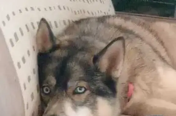 Chien perdu Meylan, photo : Perdu Chien, Chemin de l'Île d'Amour, 22, Meylan - Husky yeux bleus