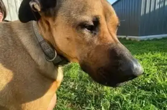 Lost female dog, Breton Drive, 10, Wyndham City - brown and timid - photo