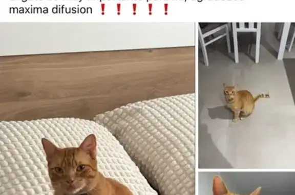 Gato perdido Macho, Chiclana d...