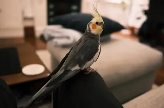 Lost pets Сидней, photo: Lost male bird, Avenue Road, Sydney - grey body, yellow head