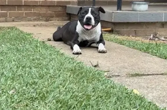 Lost female dog, Lesley Avenue, 8, East Hills - black with white markings - photo