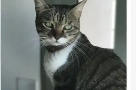 Perdido gato hembra, Calle Mig...