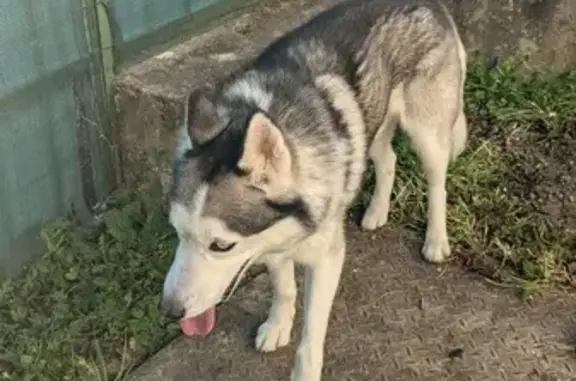 Animaux trouvés Castres, photo: Trouvé chien femme, Rue Capitaine Malaval, Albi - Husky gris et blanc