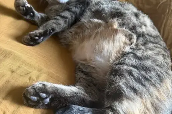 Chat perdu, Reims, photo: Chat perdu, Rue du Docteur Valette, Tulle - femelle tigrée