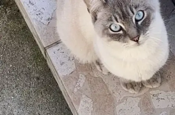 Chat perdu, Saint-Yrieix-sur-Charente, La Rochelle - yeux très bleus et oreille pliée - photo