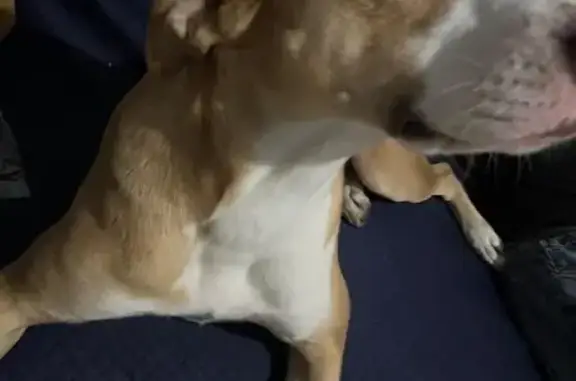 Perdido perro hembra, Nayarit, 13, Ciudad de México - color miel con cara blanca - photo