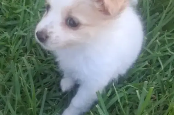 Lost Female Dog, Bribbaree Roa...