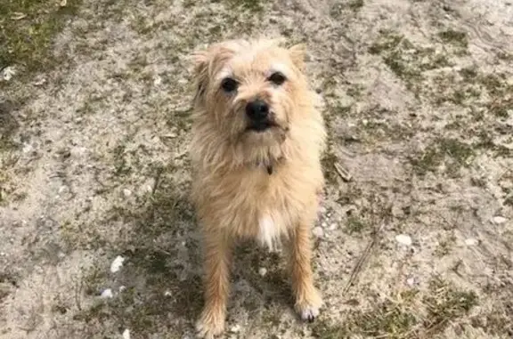 Perdu Chien femelle, Rue Paul Dasse, 25, Saint-Vivien-de-Médoc - type yorkshire - photo