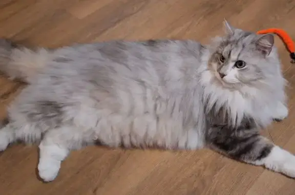 Chat perdu, Avenue Adolphe Schneider, Clamart - croisé British Longhair - photo