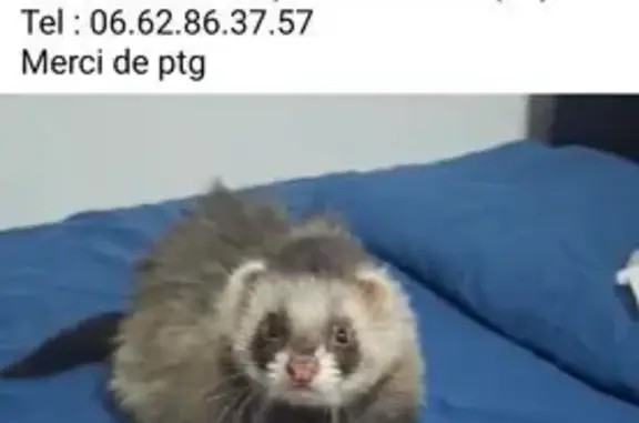 Perdu oiseau mâle, Linselles, Hauts-de-France - ressemble à un panda - photo