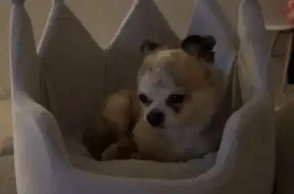 Animaux trouvés Reims, photo: Trouvé chien mâle avec harnais, Place des Argonautes, Reims