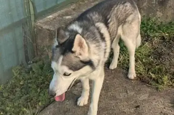 Animaux trouvés Albi, photo: Trouvé Chien mâle, Rue du Capitaine Malaval, Albi - Husky yeux vairons