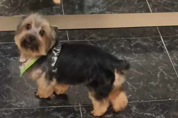 Cachorro perdido Macho (brl002...