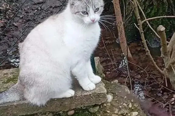 Animaux perdus Foissiat, photo: Chat perdu, Place du Carouge, Foissiat - femelle craintive
