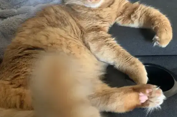 Lost male cat, Revolution Avenue, Wanneroo - extremely fluffy with green eyes - photo