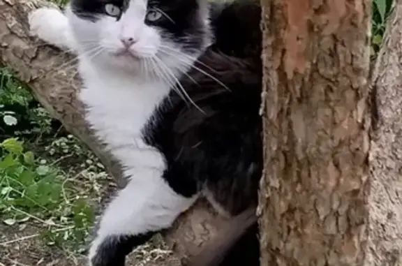 Зник кіт, бульвар Павла Вірського, Київ - не кастрований, на носі плямка - photo