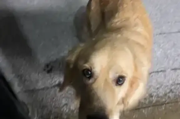 Chien perdu Les Sorinières, photo : Perdu chien, Rue de la Fernière, 29, Les Sorinières - golden retriever crème et roux