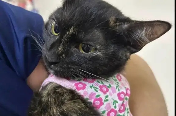 Gato desaparecido Fêmea (brl00...