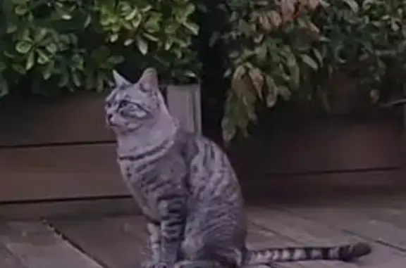 Chat perdu, Nevoy, photo: Perdu chat homme tigré gris, Rue Pousse Penille, Saint-Gondon