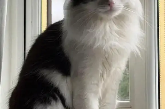 Lost male cat, Oakhampton Court, Seacroft - black and white tuxedo - photo