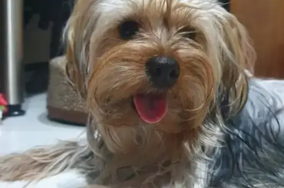 Cachorro perdido Fêmea (brl002...