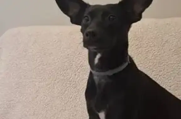 Cachorro perdido Fêmea (brl002...