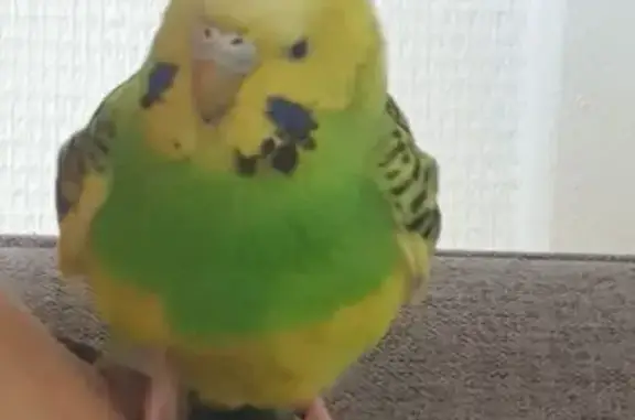 Animaux trouvés Grenoble, photo: Trouvé oiseau, Boulevard Maréchal Joffre, Grenoble - tête et ventre jaune