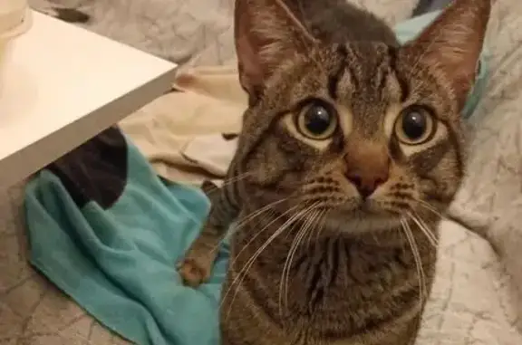 Encontrado gato masculino, Mur...