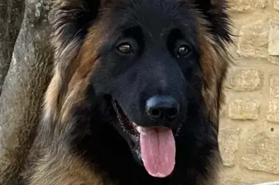 Animaux perdus L'Isle-sur-la-Sorgue, photo: Chien perdu, Chemin Fond, 342, L'Isle-sur-la-Sorgue - femelle TERVUEREN