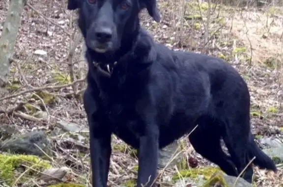 Chien perdu, Séez, Auvergne-Rhône-Alpes - collier rose - photo