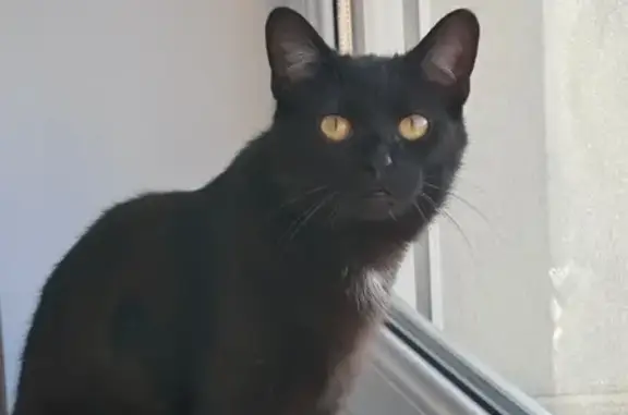Animaux perdus Nancy, photo: Perdu chat homme, Moyeuvre-Grande, Nancy - noir avec tache blanche
