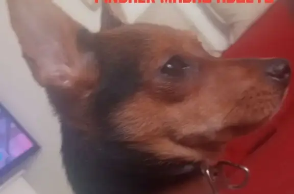 Cachorro encontrado Macho (brf...