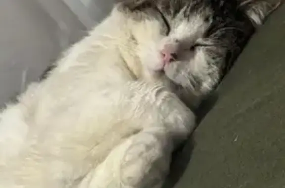 Lost male cat, South State Highway 265, Prairie Grove - very sweet and independent - photo