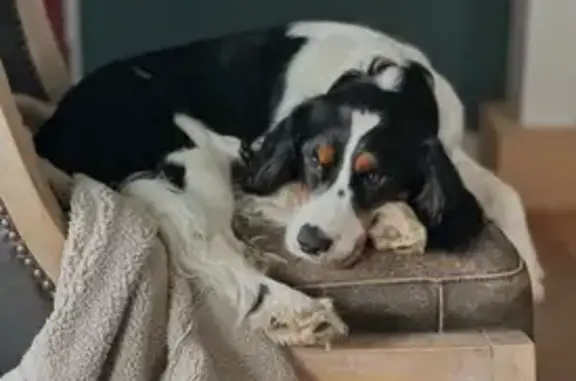 Missing dog Dearborn Heights, photo: Lost male dog, Detroit Street, 3895, Dearborn Heights - black spot under eyes