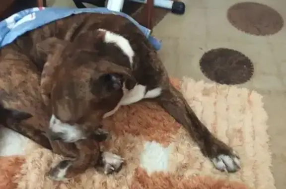 Знайдені тварини Одеса, фото: Знайдено собаку чоловічого роду, проспект Князя Володимира Великого, 102, Одеса - тигровий окрас