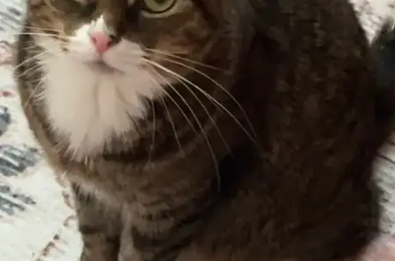 Lost female cat, West Trade Street, Charlotte - stripped brown tabby - photo
