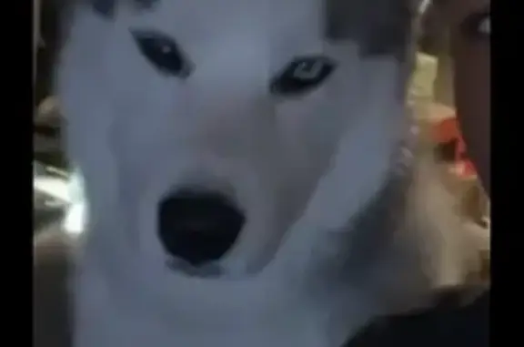 Lost male dog, Barbey Street, Brooklyn - large husky with missing tooth - photo