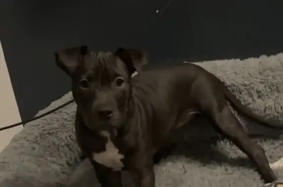 Lost female dog, South Kolmar Avenue, 751, Chicago - all black with white belly - photo