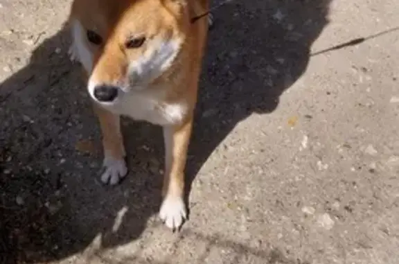 Chien trouvé Poissy, photo: Chien trouvé, Rue de la Bruyère, 38, Poissy
