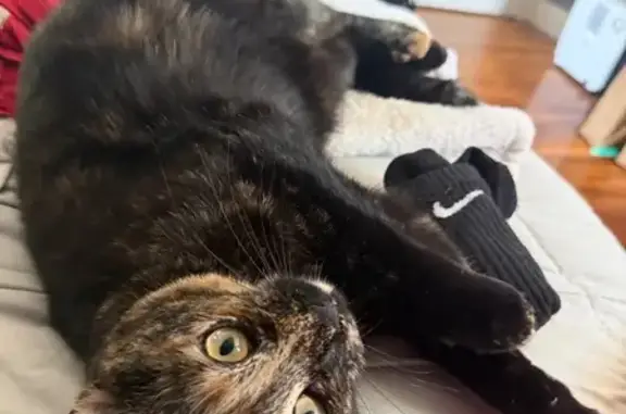 Missing cat Rouses Point, photo: Lost female cat, Cochran Place, Rouses Point - tortie with orange highlights