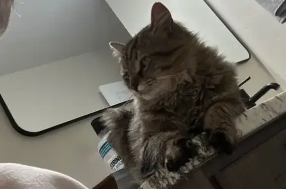 Lost male cat, North Heather Drive, Orem - fluffy with unique claw - photo