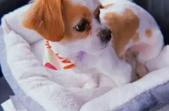 Lost male dog, Chicago - white and tan fur with a red shirt - photo