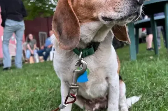 Missing dog Marlboro, photo: Lost female dog, Augur Hole Road, Marlboro - green collar with tags