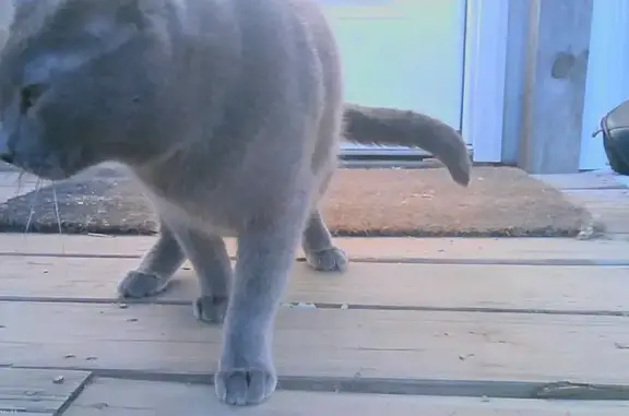 Lost male cat, Tumbleweed Lane, Reagan - fully grey and friendly - photo