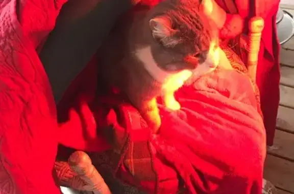 Lost male cat, Oak Street, Kansas City - grey and white with a small tear on left ear - photo