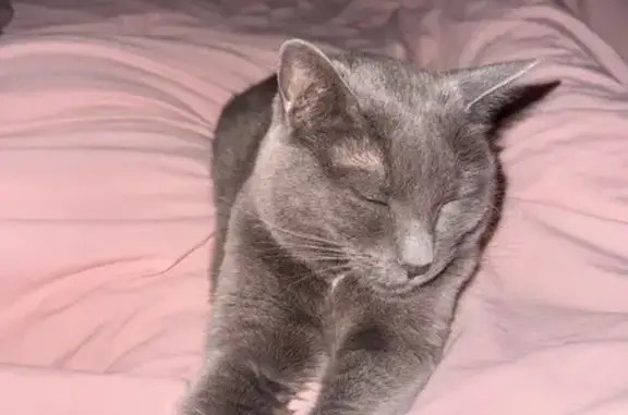 Lost female cat, Timber Ridge Street Northeast, Albany - grey with yellow eyes - photo