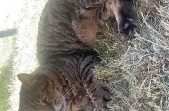 Chat perdu, Rue de Bondues, Tourcoing - tigré avec grosses pattes - photo