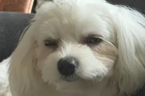 Lost Male Dog, Ranch Road 12, Wimberley - White by Golf Course - photo